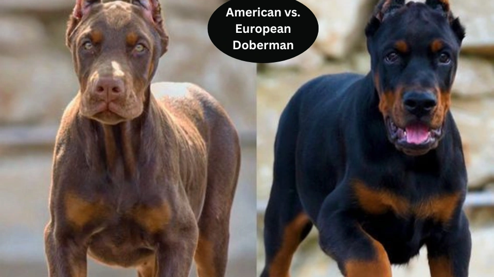 American vs. European Doberman