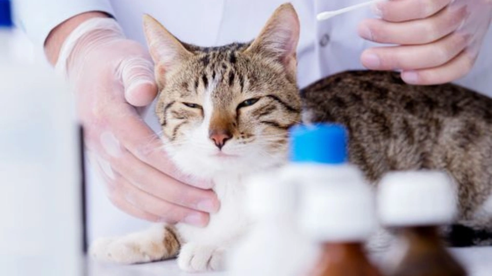 CBD for cats with cancer