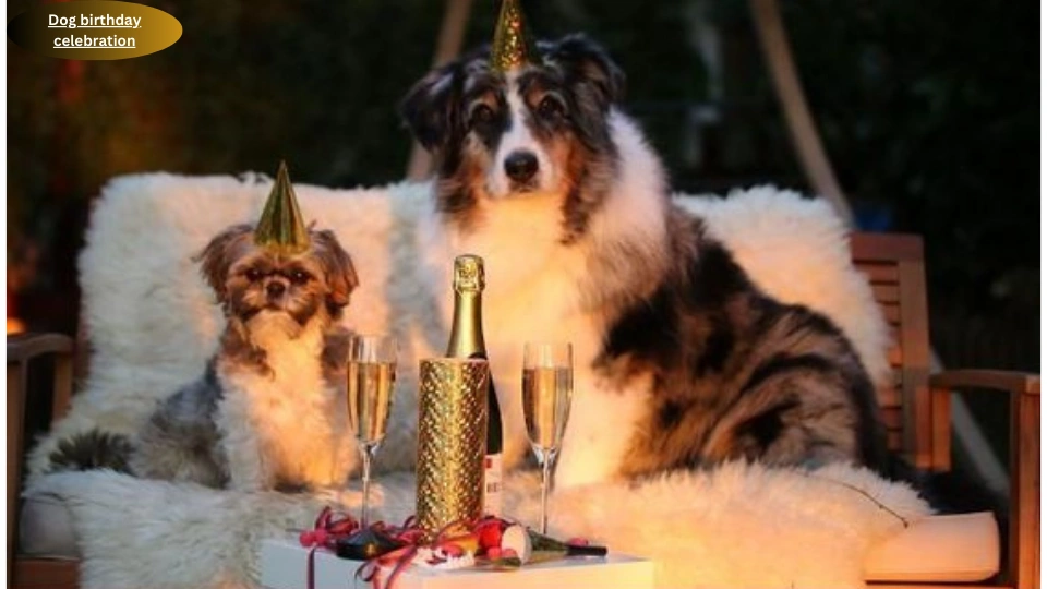 Dog birthday celebration