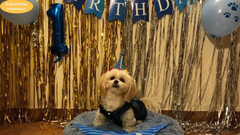 Dog birthday celebration  (2)