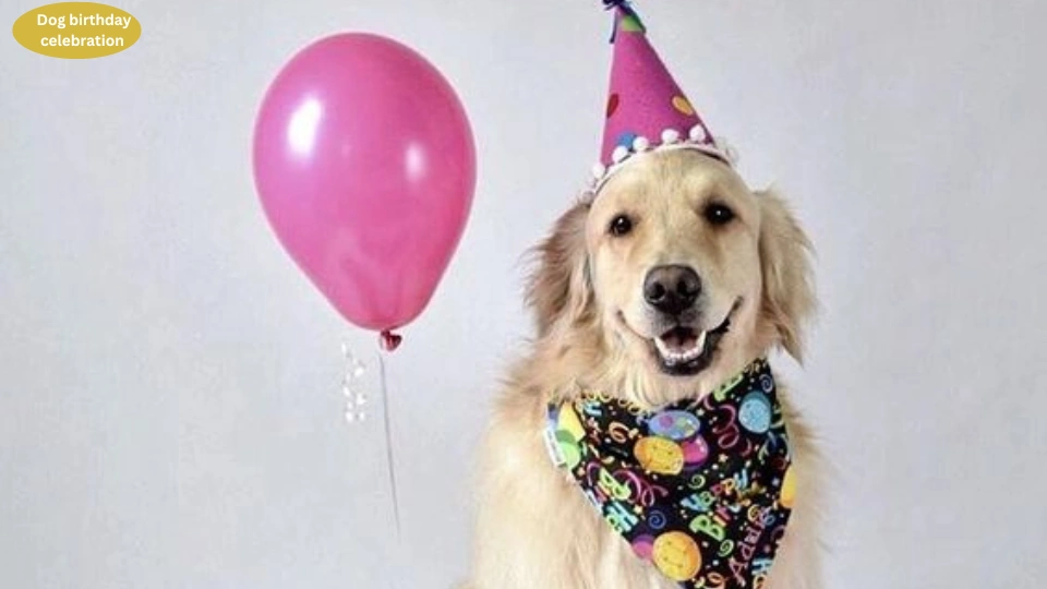 Dog birthday celebration 