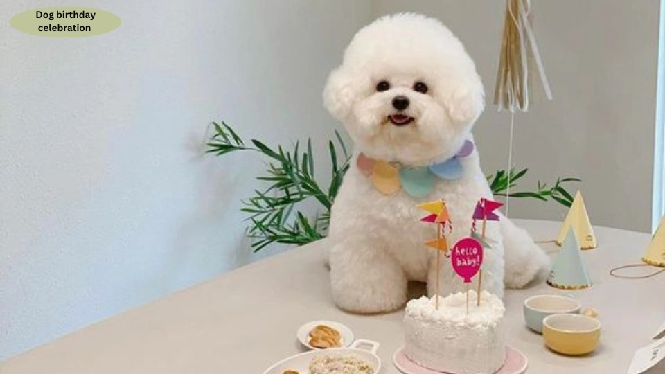 Dog birthday celebration  (2)