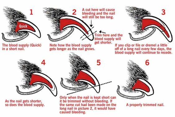 How to Cut Dog Nails