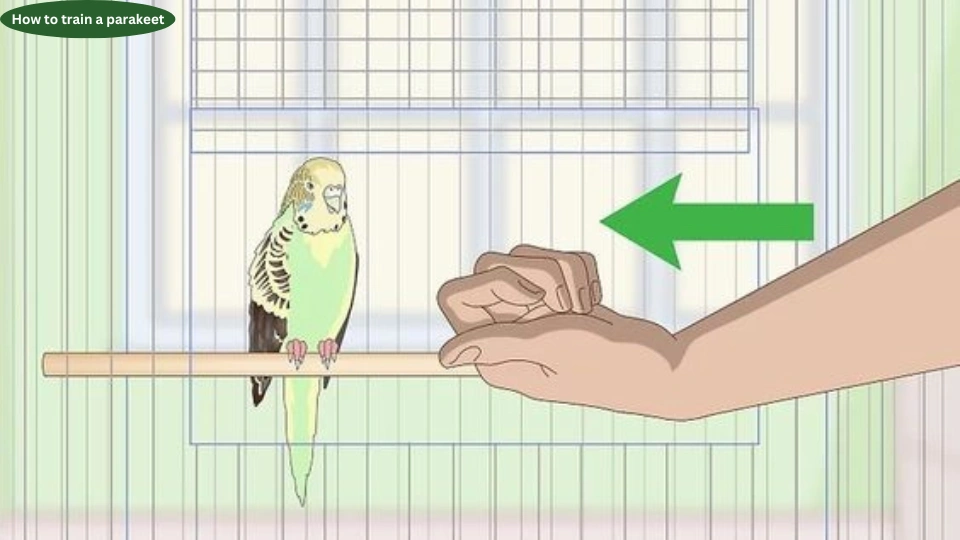 How to train a parakeet