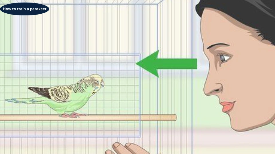 How to train a parakeet