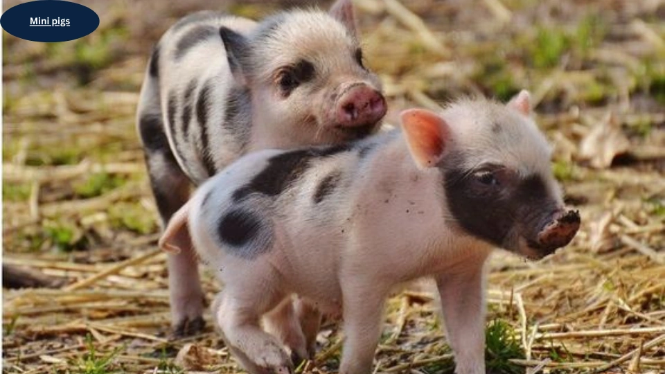 Mini pigs
