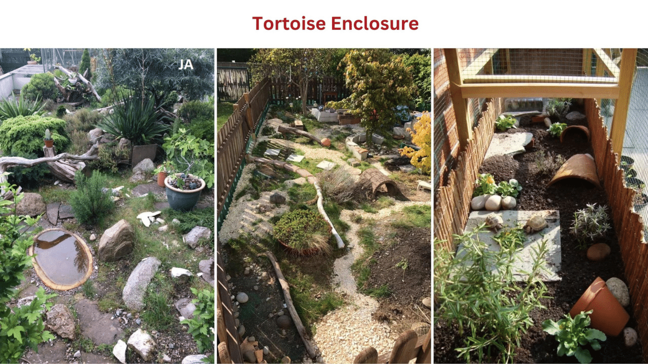 Tortoise enclosure
