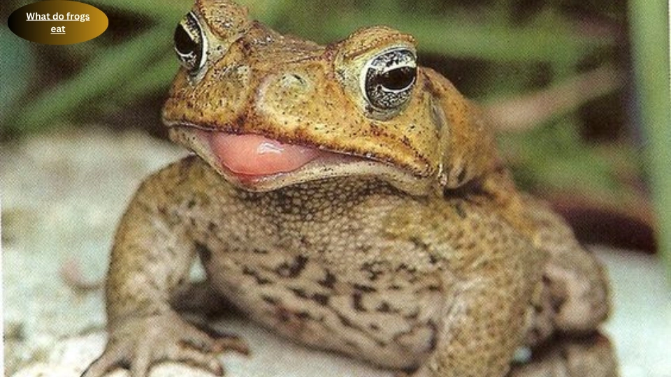 What do frogs eat