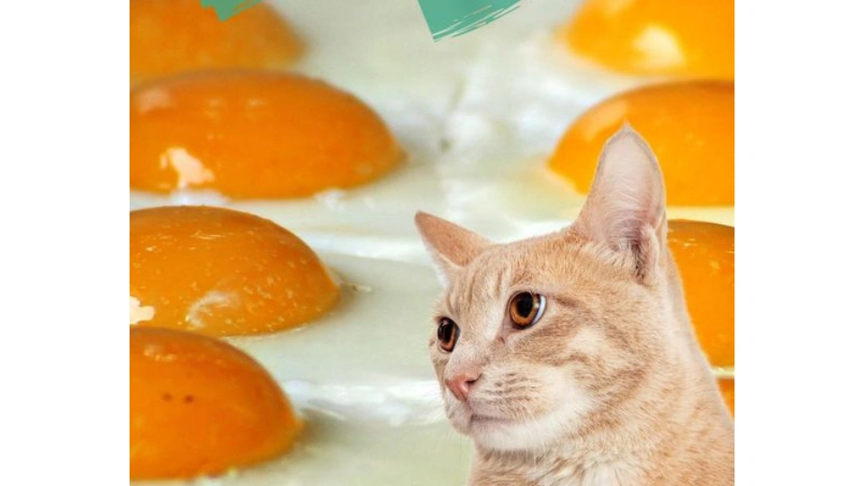 can Cats Eat Eggs