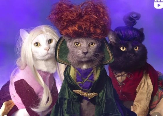 cat halloween costumes