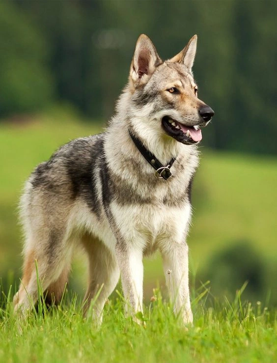 Wolf dogs 