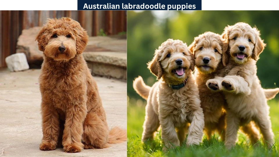 Australian labradoodle puppies