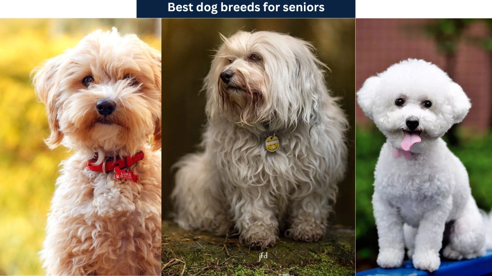 Best dog breeds for seniors