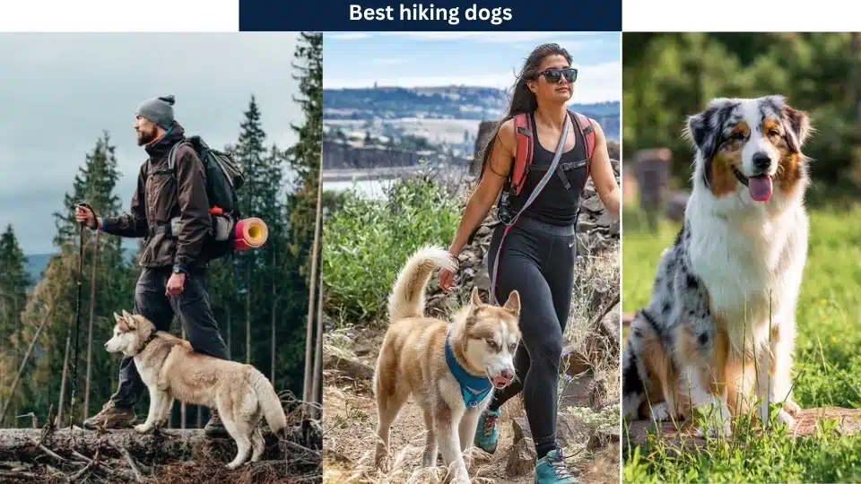 Best hiking dogs
