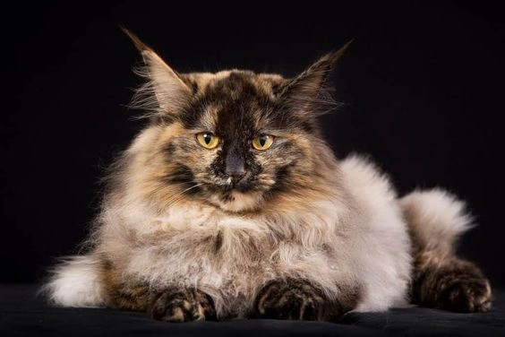  Biggest Cat Breed in the World