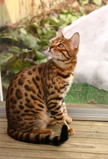 Biggest cat breed in the world