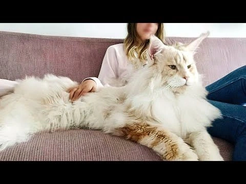 Biggest cat breed in the world