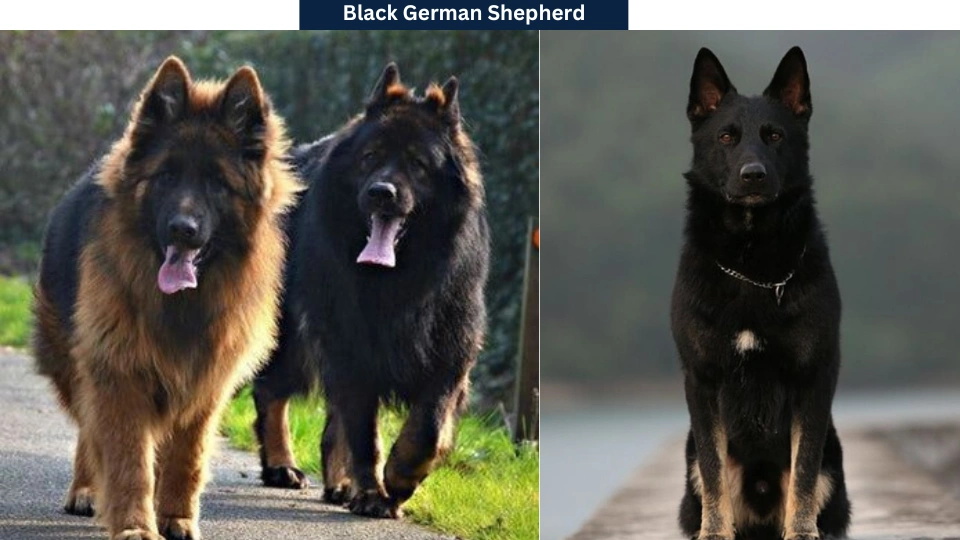 Black German Shepherd