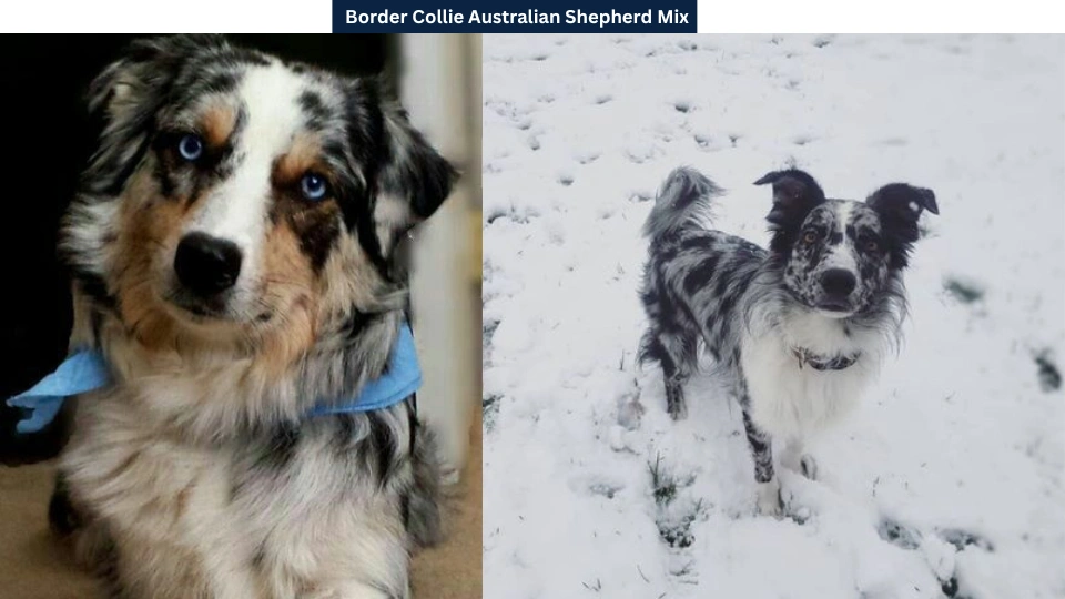 Border Collie Australian Shepherd Mix