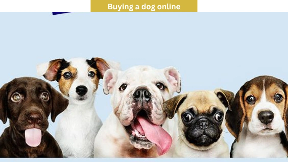 Buying a dog online