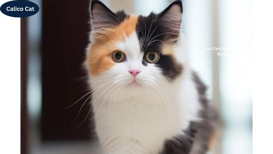  Calico Cat