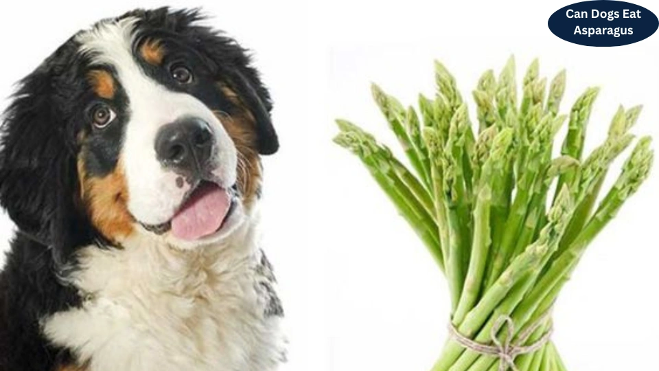 Can Dogs Eat Asparagus