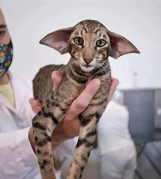 Cats With Big Ears