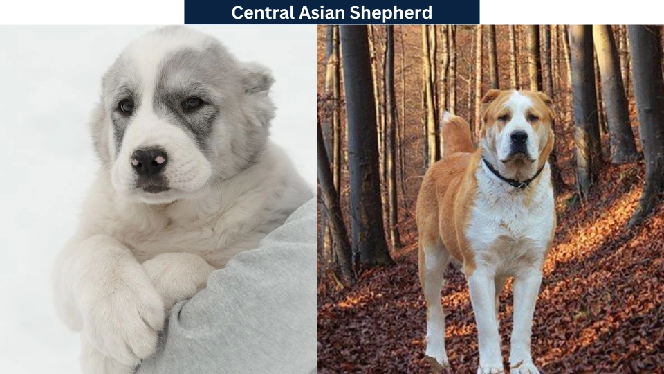 Central Asian Shepherd Dog Breed Info