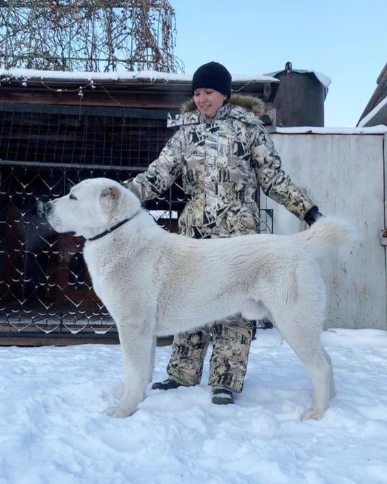 Central Asian Shepherd