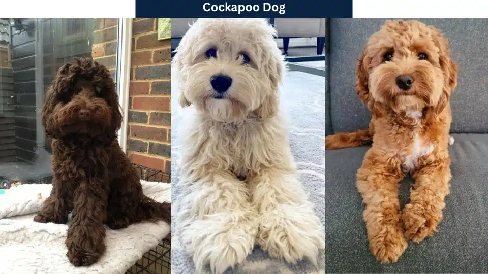 Cockapoo Dog