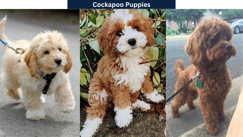 Cockapoo Puppies: Find Your Perfect Cockapoo Dog Breed
