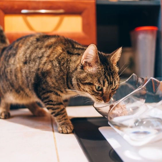 Dehydration in Cats