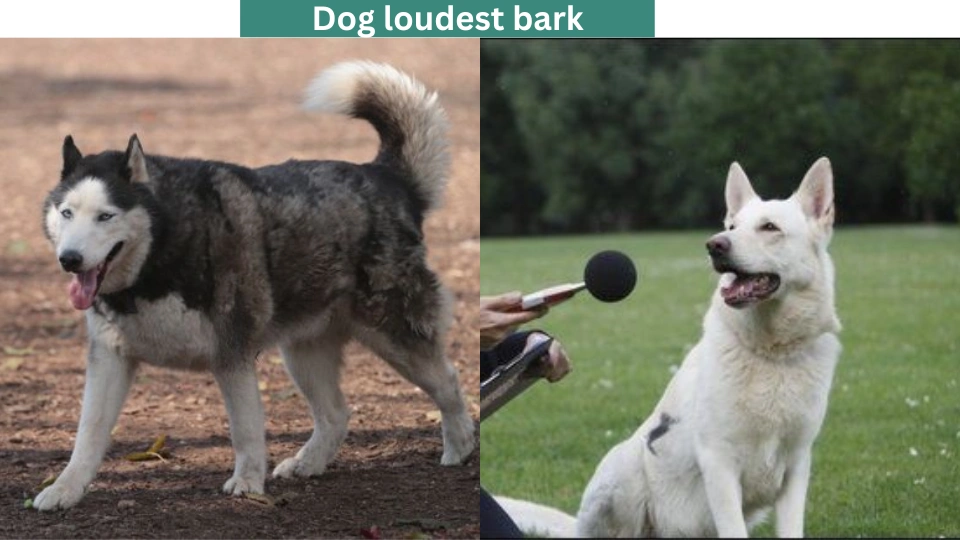 Dog loudest bark