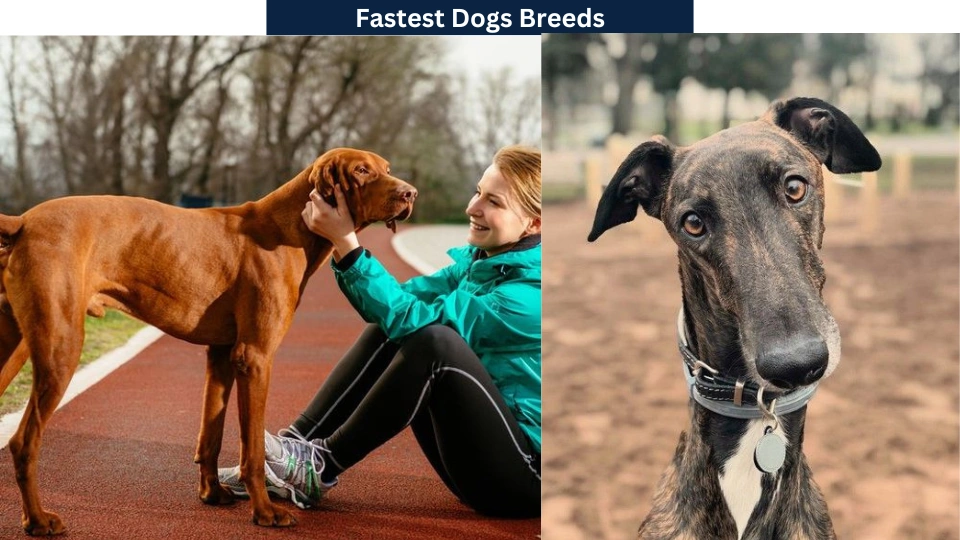 Fastest Dogs Breeds