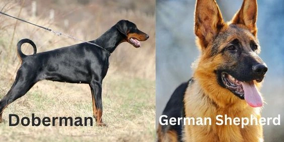 German Shepherd Doberman Mix