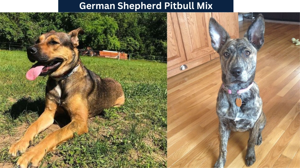 German Shepherd Pitbull Mix
