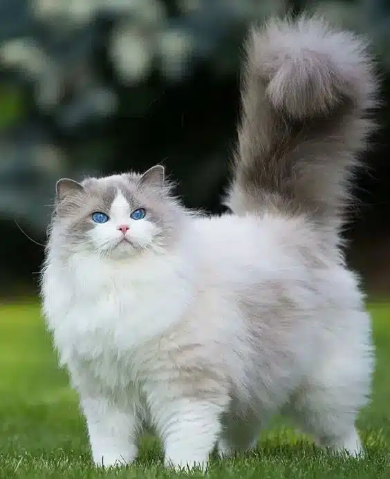Grey and white cat