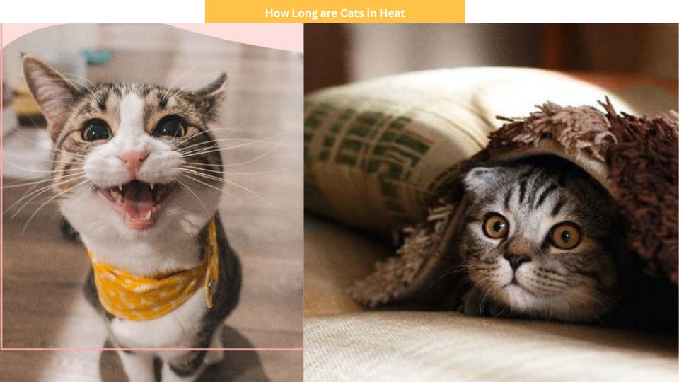 How Long are Cats in Heat? Stages and Signs