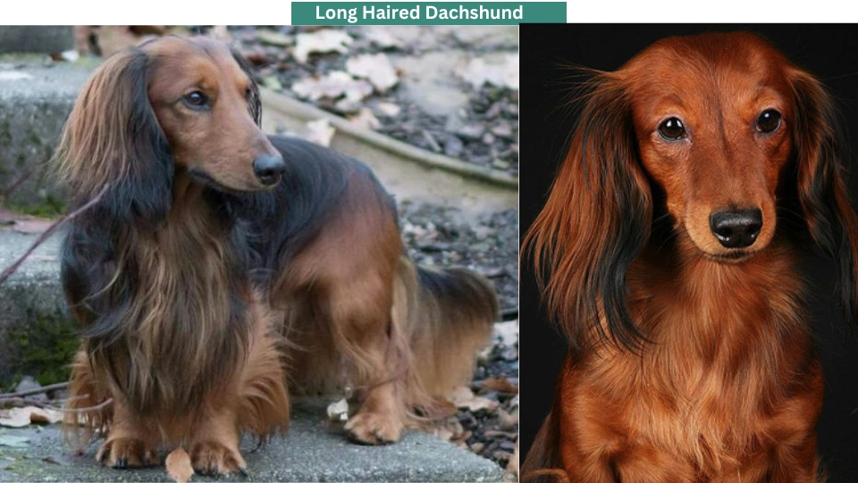 Long Haired Dachshund