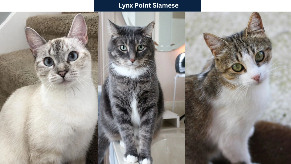 Lynx Point Siamese