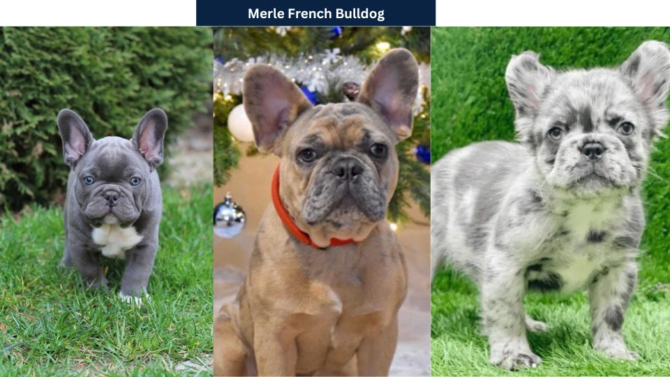 Merle French Bulldog