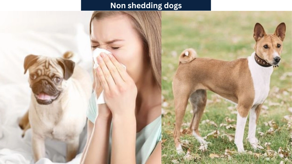 Non shedding dogs