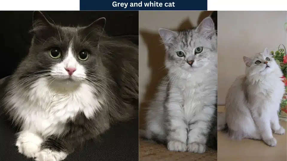 10 Attractive Grey and white cat Breeds