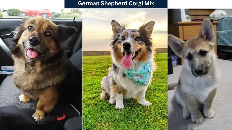 German Shepherd Corgi Mix