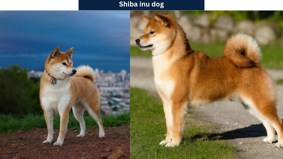 Shiba Inu Dog Breed Information, Health & Care