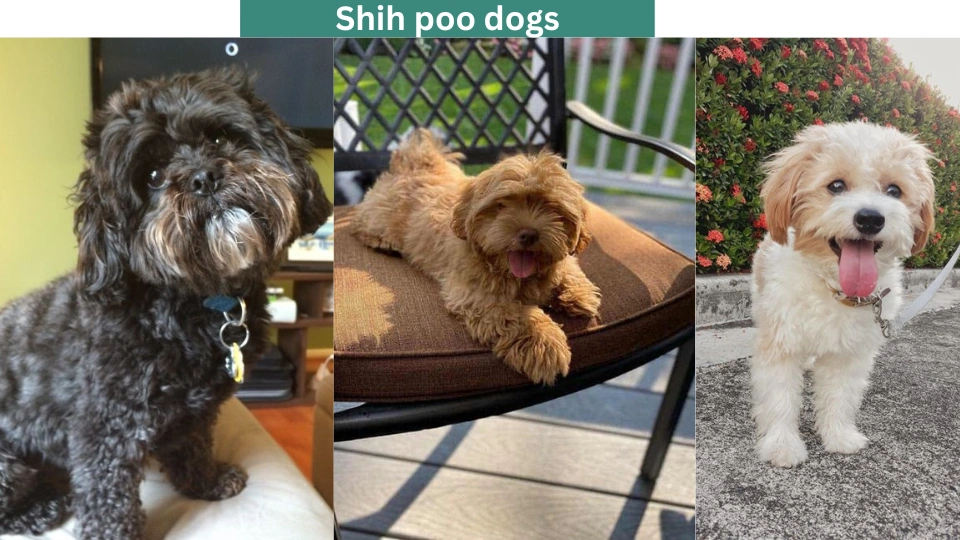 Shih poo dogs