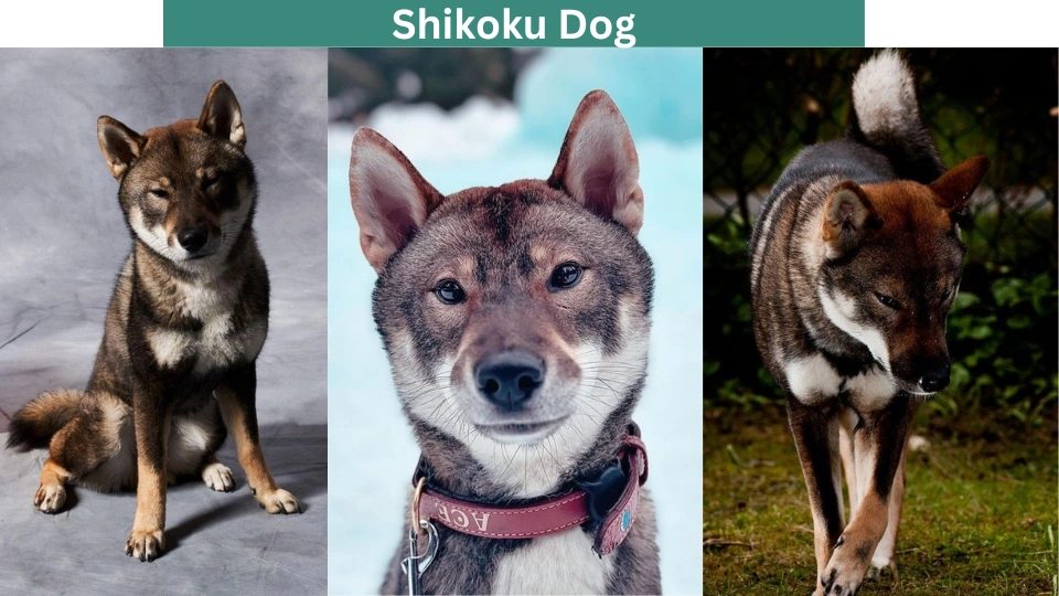 Shikoku Dog