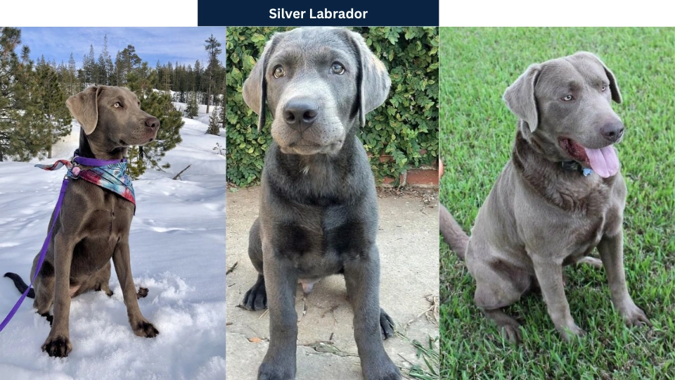 Silver Labrador
