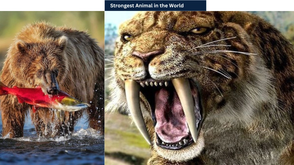 Strongest Animal in the World
