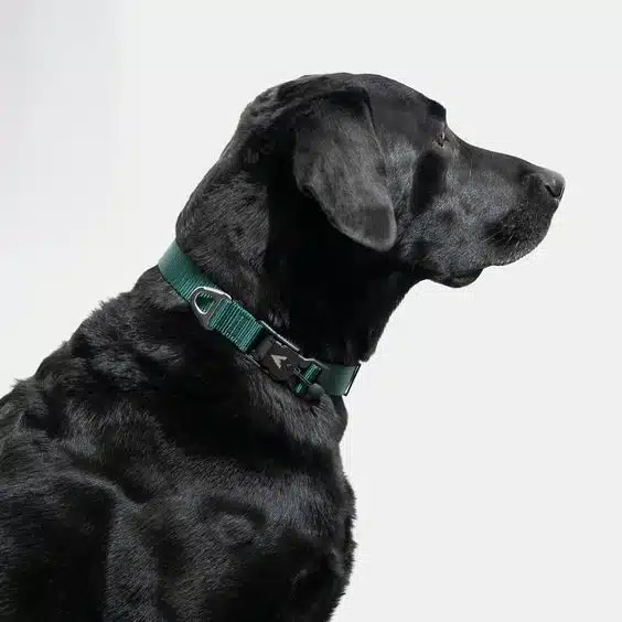Type of dog collar